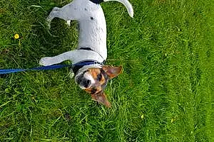 Name Jack Russell Dog Murphy