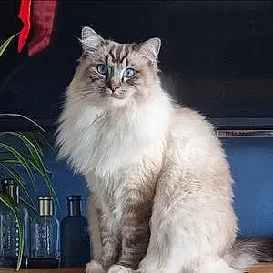 Ragdoll Cat Chester