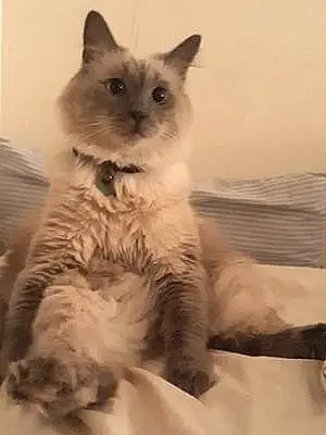 Ragdoll Cat Ozen