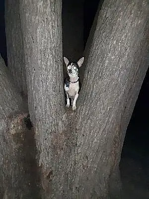 Chihuahua Dog Rosie