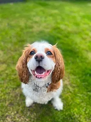 Cavalier King Charles Spaniel Dog Lucy