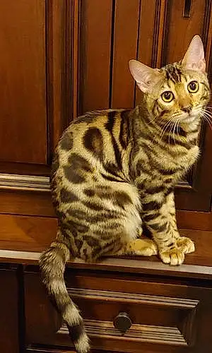 Bengal Cat Izzy