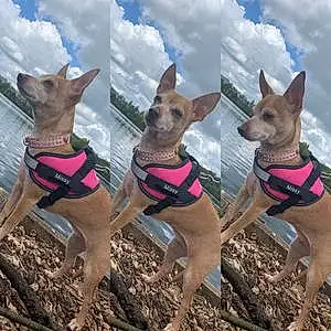 Chihuahua Dog Missy