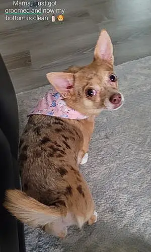 Chihuahua Dog Cairo