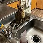 Kitchen Sink, Sink, Tap, Cat, Plumbing Fixture, Kitchen, Felidae, Carnivore, Gas, Small To Medium-sized Cats, Whiskers, Kitchen Appliance, Cooking, Houseplant, Pet Supply, Plumbing, Plant, Domestic Short-haired Cat, Animal Feed, Tail
