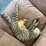 Cat, Felidae, Comfort, Carnivore, Military Camouflage, Small To Medium-sized Cats, Textile, Grey, Whiskers, Fawn, Couch, Tail, Pattern, Human Leg, Linens, Thigh, Bag, Domestic Short-haired Cat, Furry friends, Paw