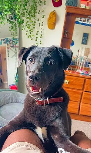 Labrador Retriever Dog Apollo
