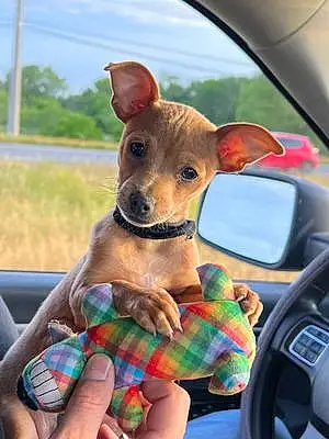 Name Chihuahua Dog Howie