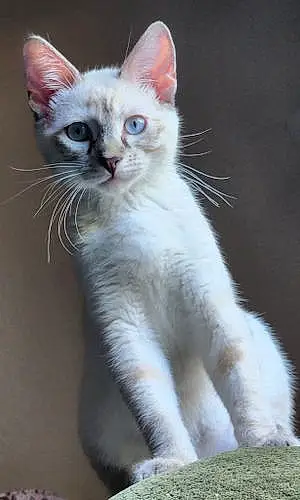 Name Siamese Cat Krystal