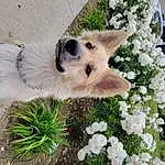 Flower, Plant, Dog, Carnivore, Dog breed, Fawn, Petal, Companion dog, Whiskers, Grass, Snout, German Spitz Mittel, Furry friends, Collar, Canidae, Flower Arranging, Tail, Herding Dog, Annual Plant