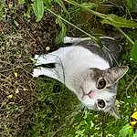 Cat, Plant, Felidae, Carnivore, Grass, Small To Medium-sized Cats, Fawn, Whiskers, Terrestrial Plant, Groundcover, Tree, Snout, Flowering Plant, Tail, Domestic Short-haired Cat, Twig, Furry friends, Herb, Shrub, Herbaceous Plant