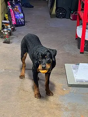 Name Rottweiler Dog Grizzly