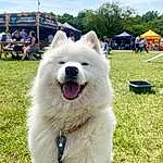 Dog, Tent, Jaw, Carnivore, Spitz, Dog breed, Sky, Companion dog, Snout, Fang, Chair, Grass, German Spitz Klein, Canidae, Furry friends, Samoyed, Tree, Giant Dog Breed, Collar