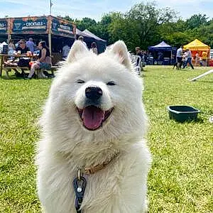 Name Samoyed Dog Keiko