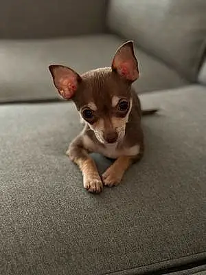 Name Chihuahua Dog Chai