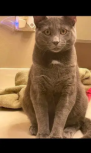 Name Cat Kozmo