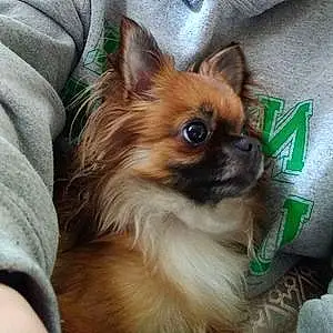 Name Chihuahua Dog Kota
