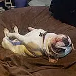 Dog, Dog breed, Comfort, Carnivore, Fawn, Companion dog, Wrinkle, Bulldog, Snout, Luggage And Bags, Linens, Canidae, White English Bulldog, Wood, Bag, Terrestrial Animal, Molosser, Non-sporting Group, Guard Dog