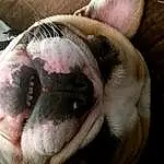 Dog, Carnivore, Dog breed, Fawn, Companion dog, Whiskers, Bulldog, Snout, Wrinkle, Terrestrial Animal, Pug, Furry friends, Comfort, Working Animal, Canidae, Molosser, Paw, Non-sporting Group