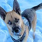 Dog, Snow, Dog breed, Jaw, Carnivore, Whiskers, Dog Supply, Fawn, Companion dog, Snout, Freezing, Winter, Canidae, Furry friends, Electric Blue, Terrestrial Animal, Collar, Working Animal, Ancient Dog Breeds