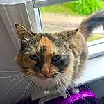 Cat, Window, Felidae, Carnivore, Whiskers, Plant, Small To Medium-sized Cats, Snout, Domestic Short-haired Cat, Furry friends, Windshield, Comfort, Paw