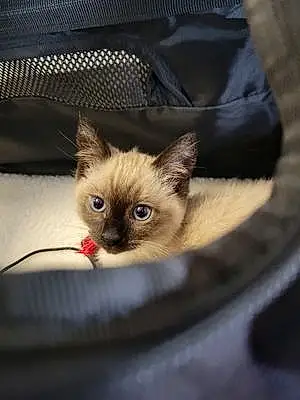 Name Siamese Cat Clio