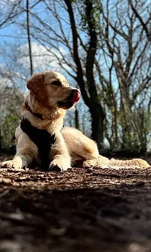 Golden Retriever Dog Gigi