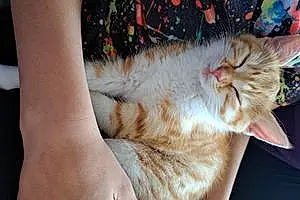 Name British Shorthair Cat Cinnamon