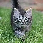 Cat, Felidae, Carnivore, Plant, Small To Medium-sized Cats, Whiskers, Grass, Terrestrial Animal, Snout, Groundcover, Tail, Grassland, Domestic Short-haired Cat, Furry friends, Pasture, Soil, Prairie, Herbaceous Plant, Sitting
