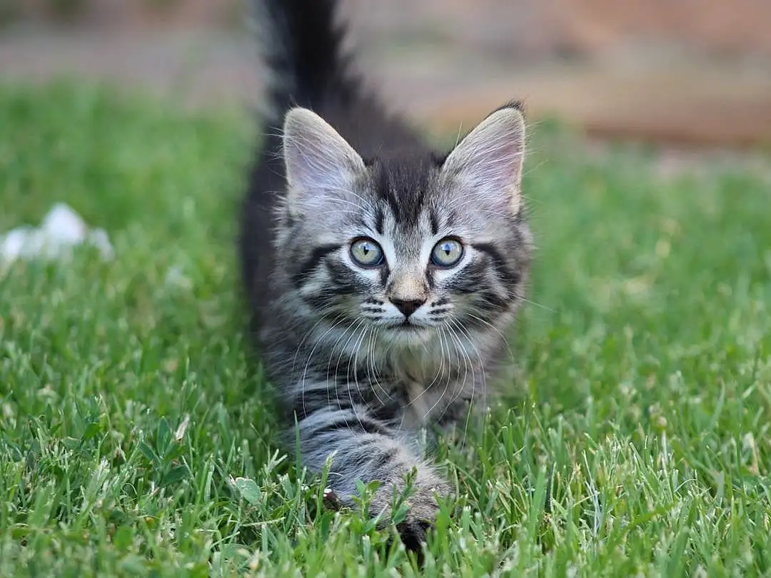Cat, Felidae, Carnivore, Plant, Small To Medium-sized Cats, Whiskers, Grass, Terrestrial Animal, Snout, Groundcover, Tail, Grassland, Domestic Short-haired Cat, Furry friends, Pasture, Soil, Prairie, Herbaceous Plant, Sitting