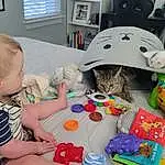 Picture Frame, Toy, Carnivore, Felidae, Toddler, Sharing, Baby Playing With Toys, Small To Medium-sized Cats, Art, Baby, Room, Cat, Child, Baby Toys, Stuffed Toy, Play, Chair, Bag, Visual Arts, Plastic