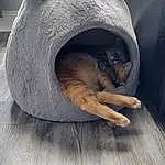 Dog breed, Carnivore, Felidae, Grey, Fawn, Small To Medium-sized Cats, Comfort, Working Animal, Whiskers, Snout, Art, Cat Supply, Tail, Terrestrial Animal, Cat Bed, Domestic Short-haired Cat, Furry friends, Wood, Bear
