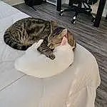 Felidae, Carnivore, Cat, Small To Medium-sized Cats, Comfort, Whiskers, Wood, Chair, Tail, Desk, Hardwood, Mechanical Fan, Domestic Short-haired Cat, Furry friends, Table, Room, Animal Shelter