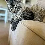 Cat, Comfort, Grey, Carnivore, Felidae, Couch, Small To Medium-sized Cats, Whiskers, Domestic Short-haired Cat, Furry friends, Terrestrial Animal, Wood, Claw, Tail, Sitting, Paw