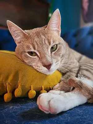 Name American Shorthair Cat Dipper