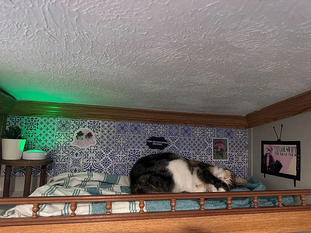 Textile, Comfort, Interior Design, Cat, Window, Wood, Carnivore, Wall, Felidae, Small To Medium-sized Cats, Hardwood, Linens, Tail, Room, Ceiling, Whiskers, Rectangle, Living Room