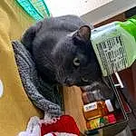 Cat, Felidae, Carnivore, Small To Medium-sized Cats, Toy, Whiskers, Black cats, Comfort, Domestic Short-haired Cat, Tail, Furry friends, Cat Supply, Room, Stuffed Toy, Claw, Chartreux, Terrestrial Animal