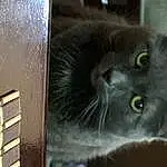 Cat, Felidae, Carnivore, Small To Medium-sized Cats, Grey, Whiskers, Tints And Shades, Snout, Russian blue, Domestic Short-haired Cat, Furry friends, Wood, Black cats, Pet Supply, Window, Terrestrial Animal, Metal