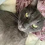 Cat, Felidae, Carnivore, Small To Medium-sized Cats, Grey, Whiskers, Snout, Black cats, Domestic Short-haired Cat, Furry friends, Claw, Tail, Havana Brown, Paw, Russian blue, Chartreux, Cat Supply