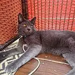 Cat, Carnivore, Grey, Felidae, Window, Whiskers, Small To Medium-sized Cats, Wood, Snout, Tail, Domestic Short-haired Cat, Furry friends, Russian blue, Black cats, Claw, Terrestrial Animal, Hardwood, Paw