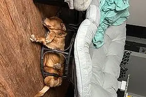 Name Golden Retriever Dog Bane