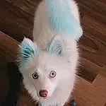 Dog, Dog breed, Carnivore, Spitz, Whiskers, Companion dog, Fawn, Wood, Toy Dog, Snout, Working Animal, Tail, Hardwood, Canidae, Volpino Italiano, Furry friends, Samoyed, Plank