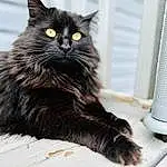 Cat, Eyes, Carnivore, Felidae, Small To Medium-sized Cats, Grey, Whiskers, Black cats, Snout, Tail, Claw, Domestic Short-haired Cat, Furry friends, Window, Terrestrial Animal, Sitting, Paw, Foot, Black & White, Bombay