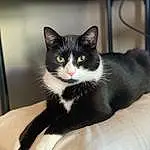 Head, Cat, Eyes, Window, Carnivore, Felidae, Small To Medium-sized Cats, Whiskers, Comfort, Snout, Tail, Domestic Short-haired Cat, Furry friends, Box, Sitting, Paw, Tree, Black & White