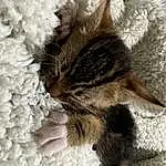 Cat, Carnivore, Felidae, Small To Medium-sized Cats, Gesture, Grey, Whiskers, Fawn, Comfort, Plant, Tail, Snout, Furry friends, Paw, Domestic Short-haired Cat, Tree, Claw, Wool, Nap, Linens