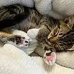 Cat, Felidae, Carnivore, Comfort, Small To Medium-sized Cats, Whiskers, Fawn, Snout, Paw, Close-up, Domestic Short-haired Cat, Terrestrial Animal, Furry friends, Claw, Nap, Yawn, Foot, Fang