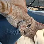 Cat, Eyes, Leg, Window, Felidae, Carnivore, Ear, Gesture, Comfort, Small To Medium-sized Cats, Whiskers, Fawn, Snout, Furry friends, Wrinkle, Tail, Tree, Domestic Short-haired Cat, Foot, Claw