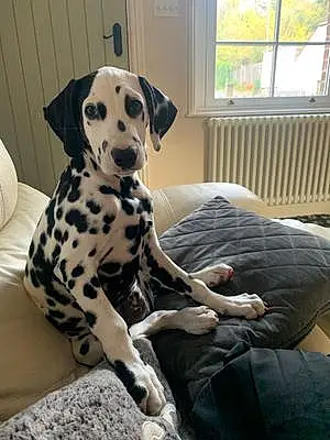 Name Dalmatian Dog Darwin