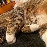 Cat, Felidae, Comfort, Carnivore, Small To Medium-sized Cats, Whiskers, Fawn, Drawer, Snout, Tail, Paw, Chest Of Drawers, Domestic Short-haired Cat, Claw, Furry friends, Nap, Terrestrial Animal, Sleep, Cabinetry, Chest