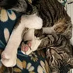 Cat, Felidae, Carnivore, Comfort, Whiskers, Small To Medium-sized Cats, Fawn, Snout, Close-up, Tail, Domestic Short-haired Cat, Furry friends, Terrestrial Animal, Pattern, Paw, Claw, Nap, Sleep